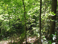 GRSM Accuracy Assessment. Plot Code: GRSM_AA_0201_4