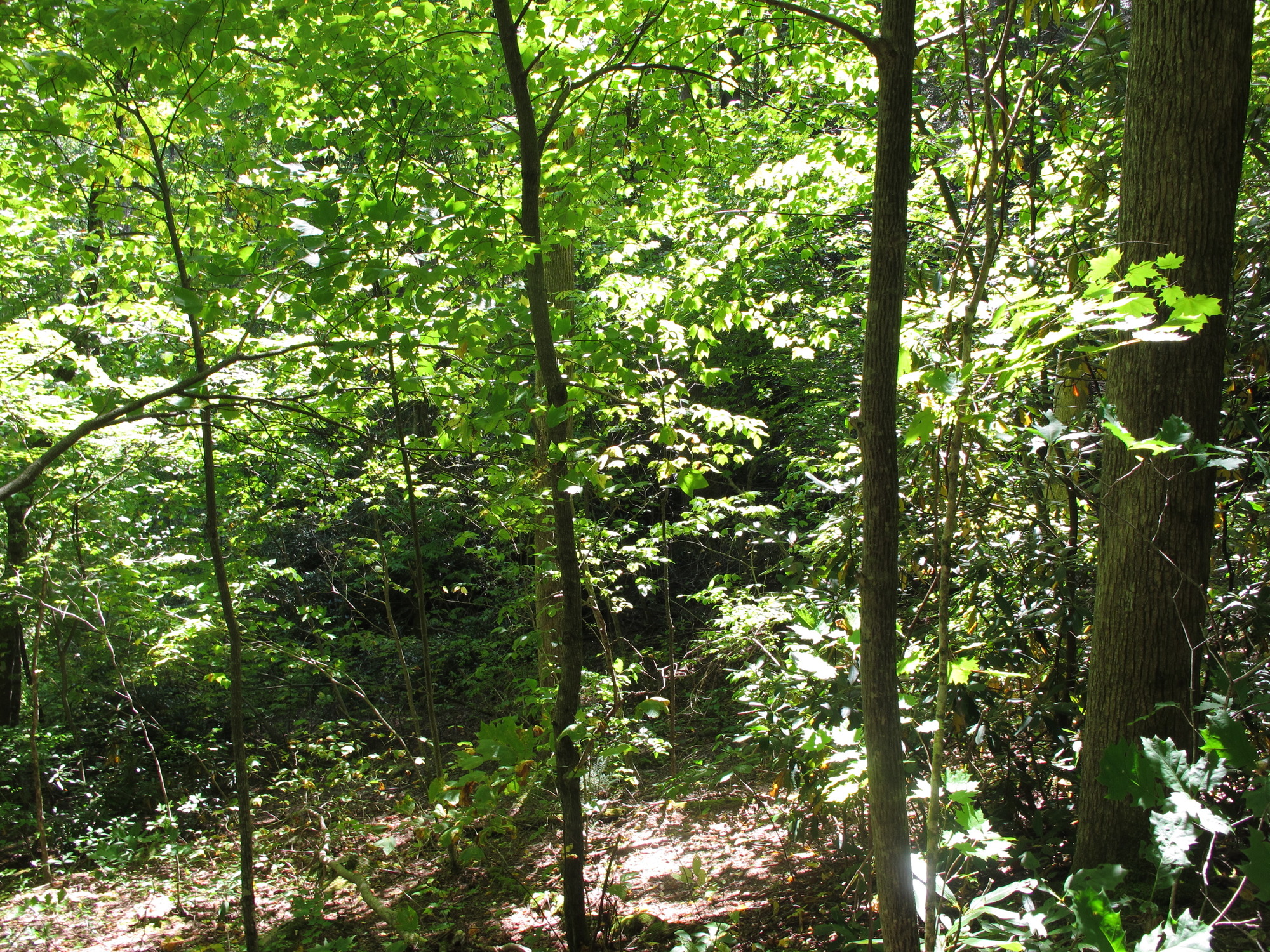 GRSM Accuracy Assessment. Plot Code: GRSM_AA_0201_4