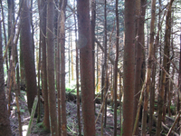 GRSM Accuracy Assessment. Plot Code: GRSM_AA_0061_3