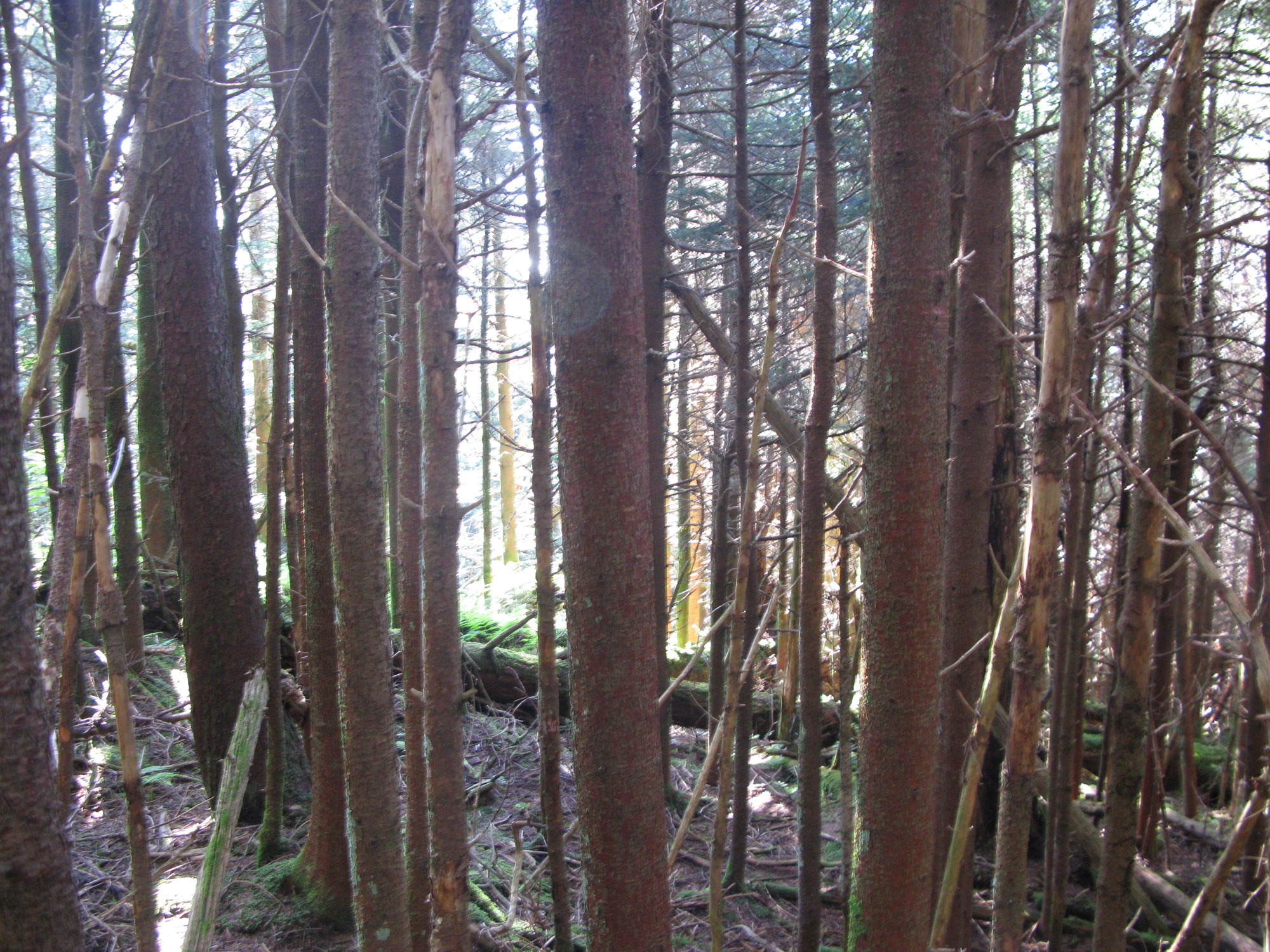 GRSM Accuracy Assessment. Plot Code: GRSM_AA_0061_3