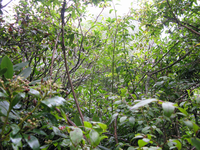 Plot Code: GRSM_AA_0369_3