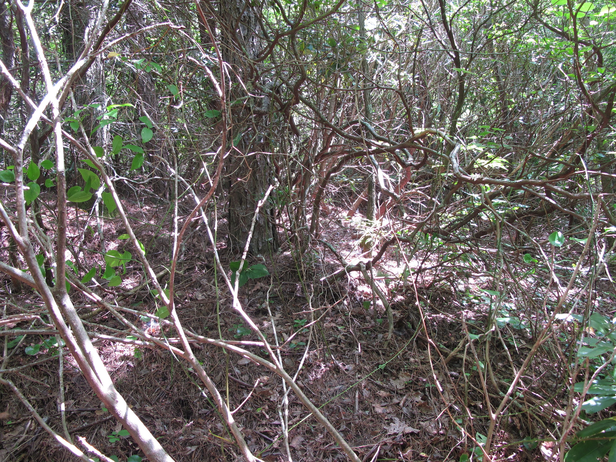 GRSM Accuracy Assessment. Plot Code: GRSM_AA_0367_3