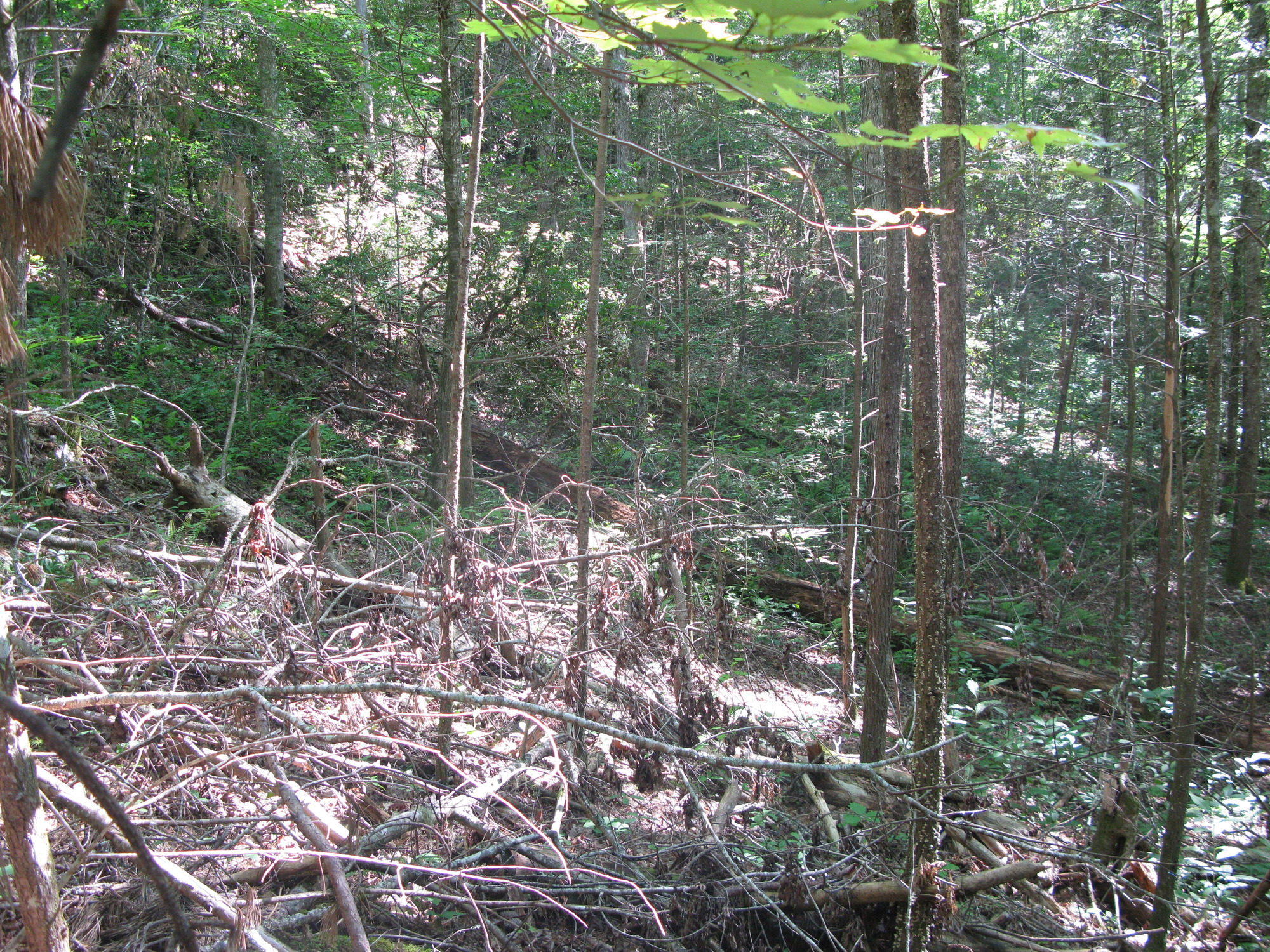 GRSM Accuracy Assessment. Plot Code: GRSM_AA_0180_2