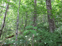 GRSM Accuracy Assessment. Plot Code: GRSM_AA_0891_5