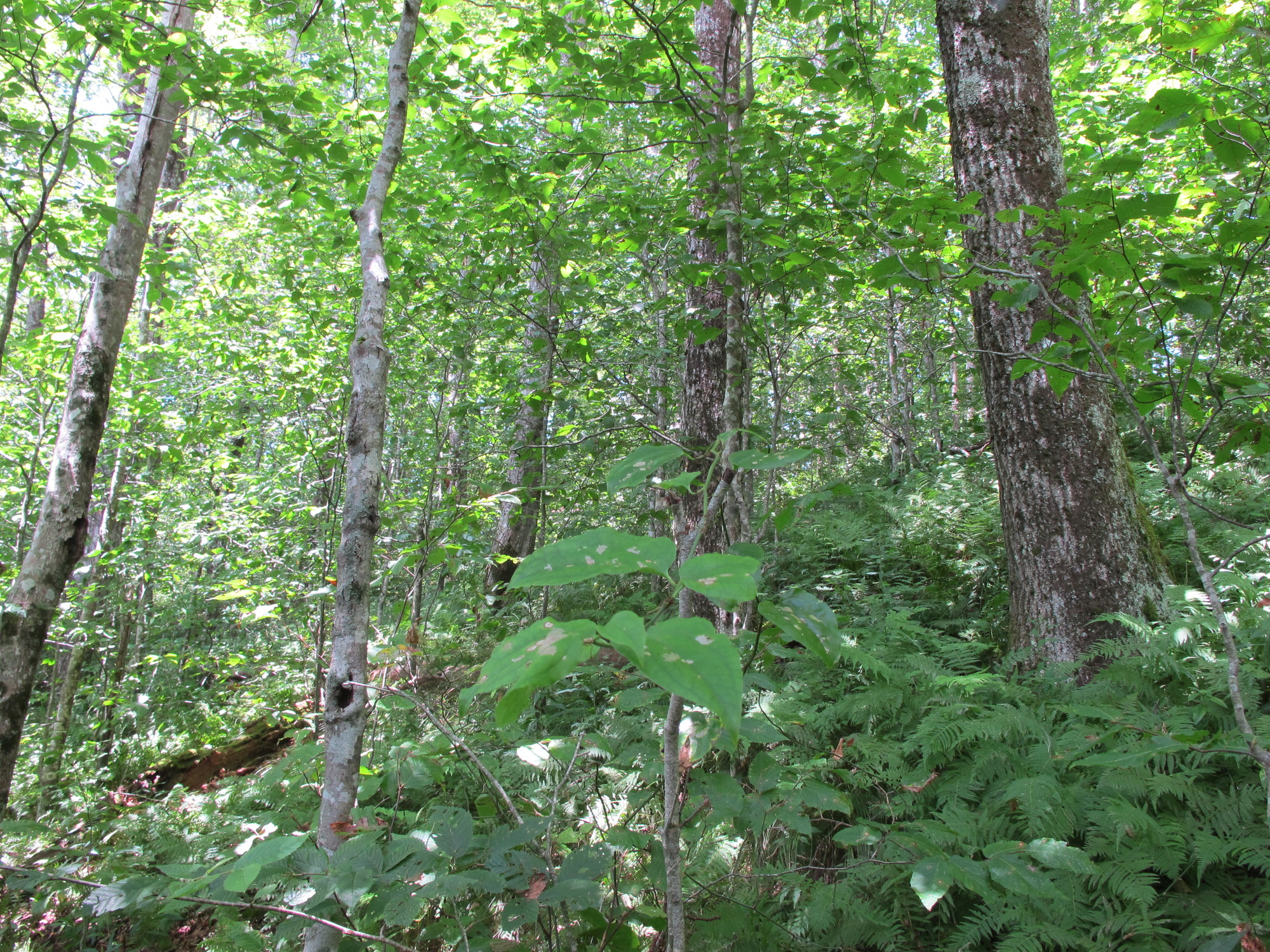 GRSM Accuracy Assessment. Plot Code: GRSM_AA_0891_5