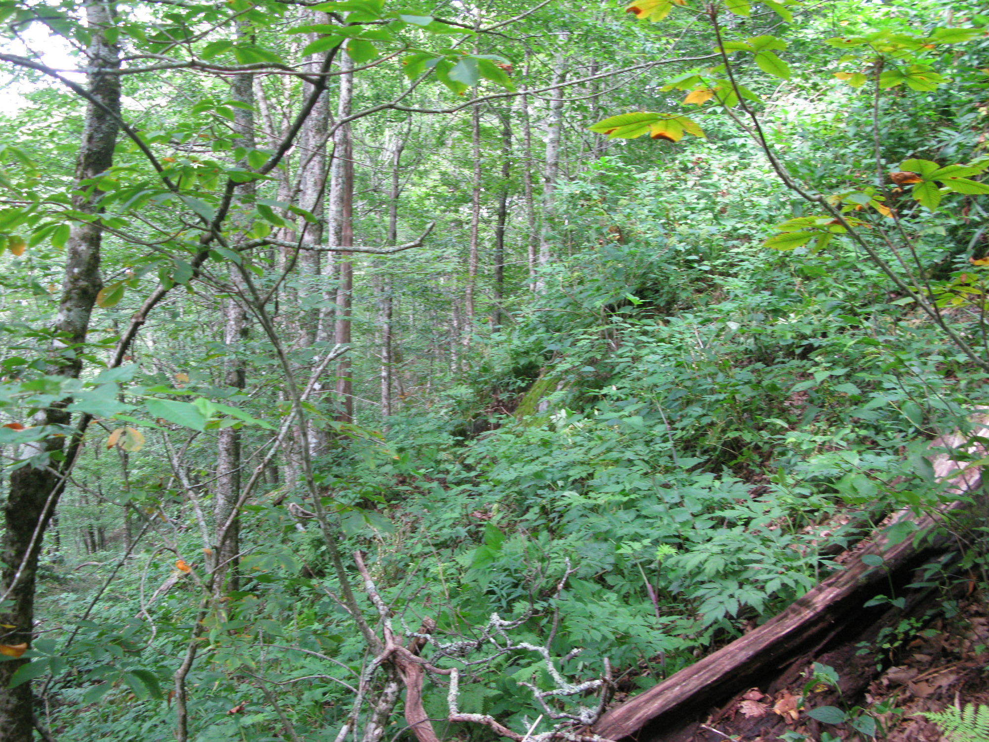 GRSM Accuracy Assessment. Plot Code: GRSM_AA_0250_5