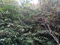 GRSM Accuracy Assessment. Plot Code: GRSM_AA_0395_6