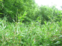 GRSM Accuracy Assessment. Plot Code: GRSM_AA_0636_6