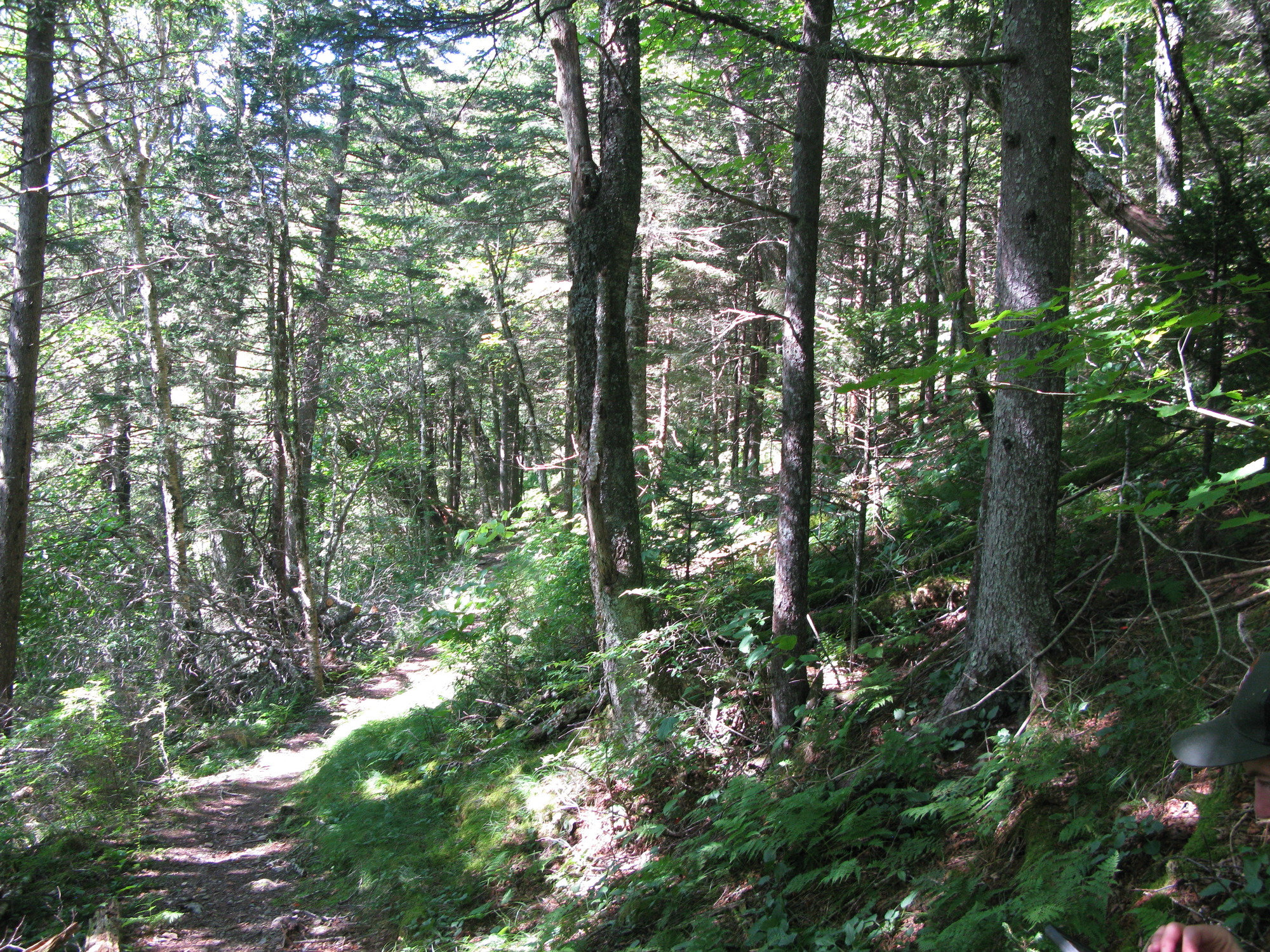 GRSM Accuracy Assessment. Plot Code: GRSM_AA_0094_2