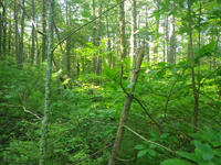 GRSM Accuracy Assessment. Plot Code: GRSM_AA_0545_4