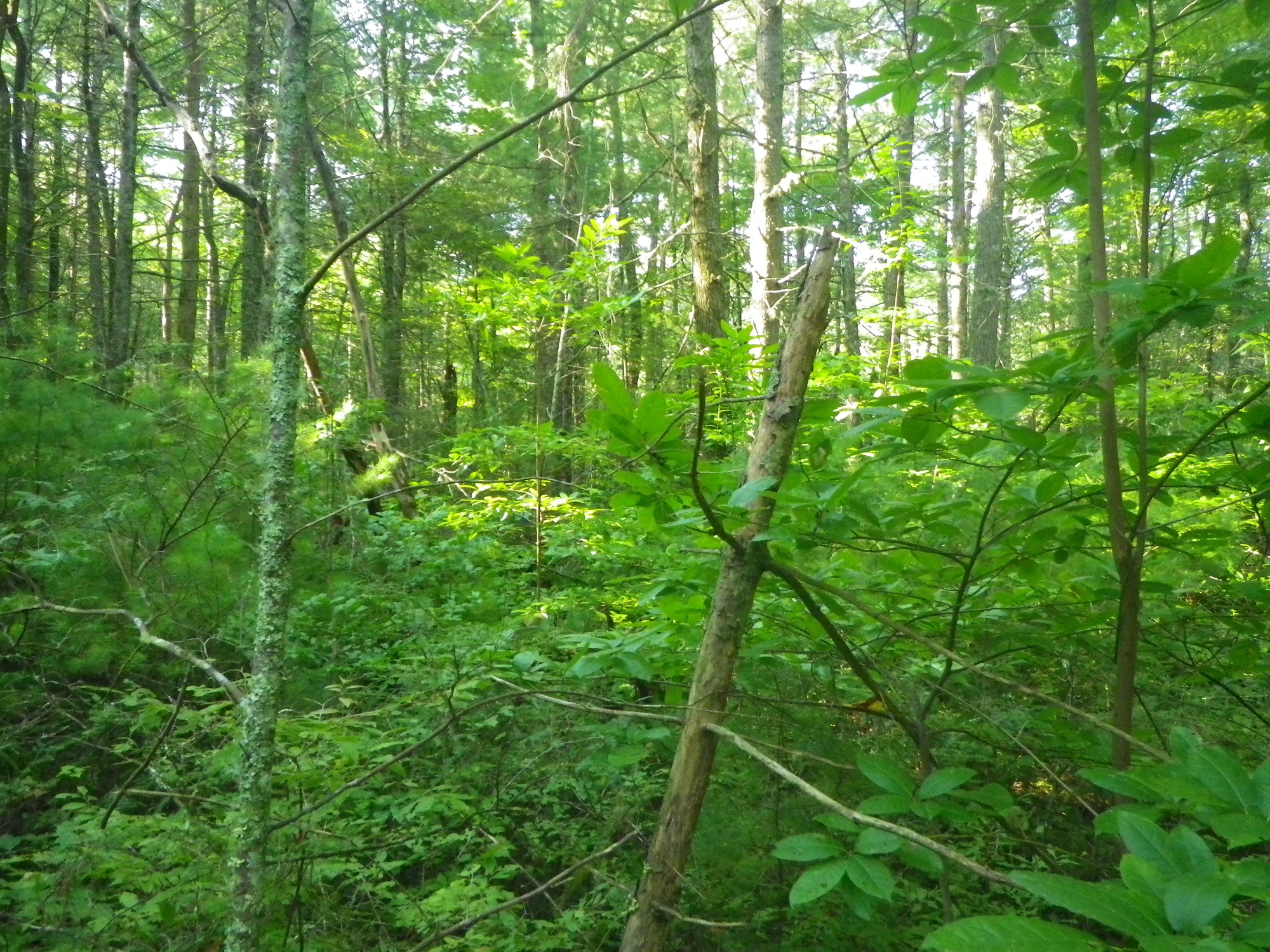 GRSM Accuracy Assessment. Plot Code: GRSM_AA_0545_4