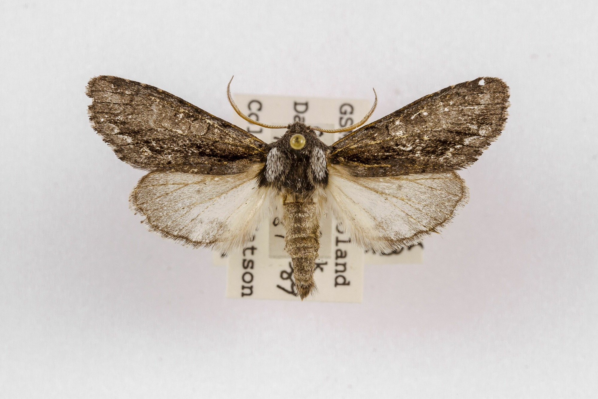 Image of Psaphida electilis, a species of Animalia