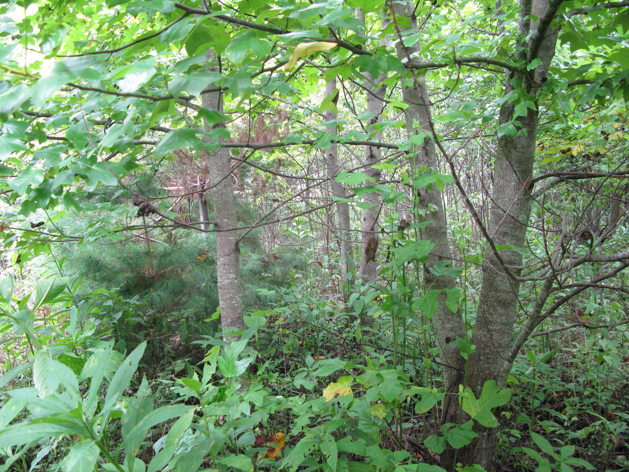 GRSM Accuracy Assessment. Plot Code: GRSM_AA_0710_2