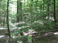 GRSM Accuracy Assessment. Plot Code: GRSM_AA_0520_5