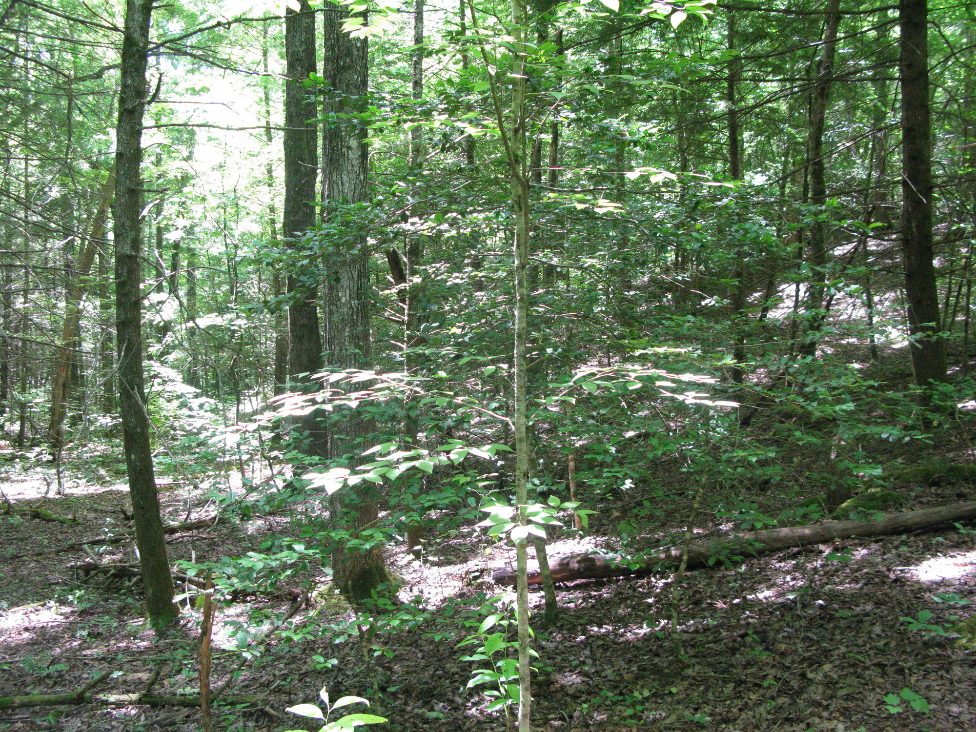 GRSM Accuracy Assessment. Plot Code: GRSM_AA_0520_5