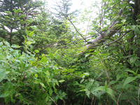 GRSM Accuracy Assessment. Plot Code: GRSM_AA_0593_4