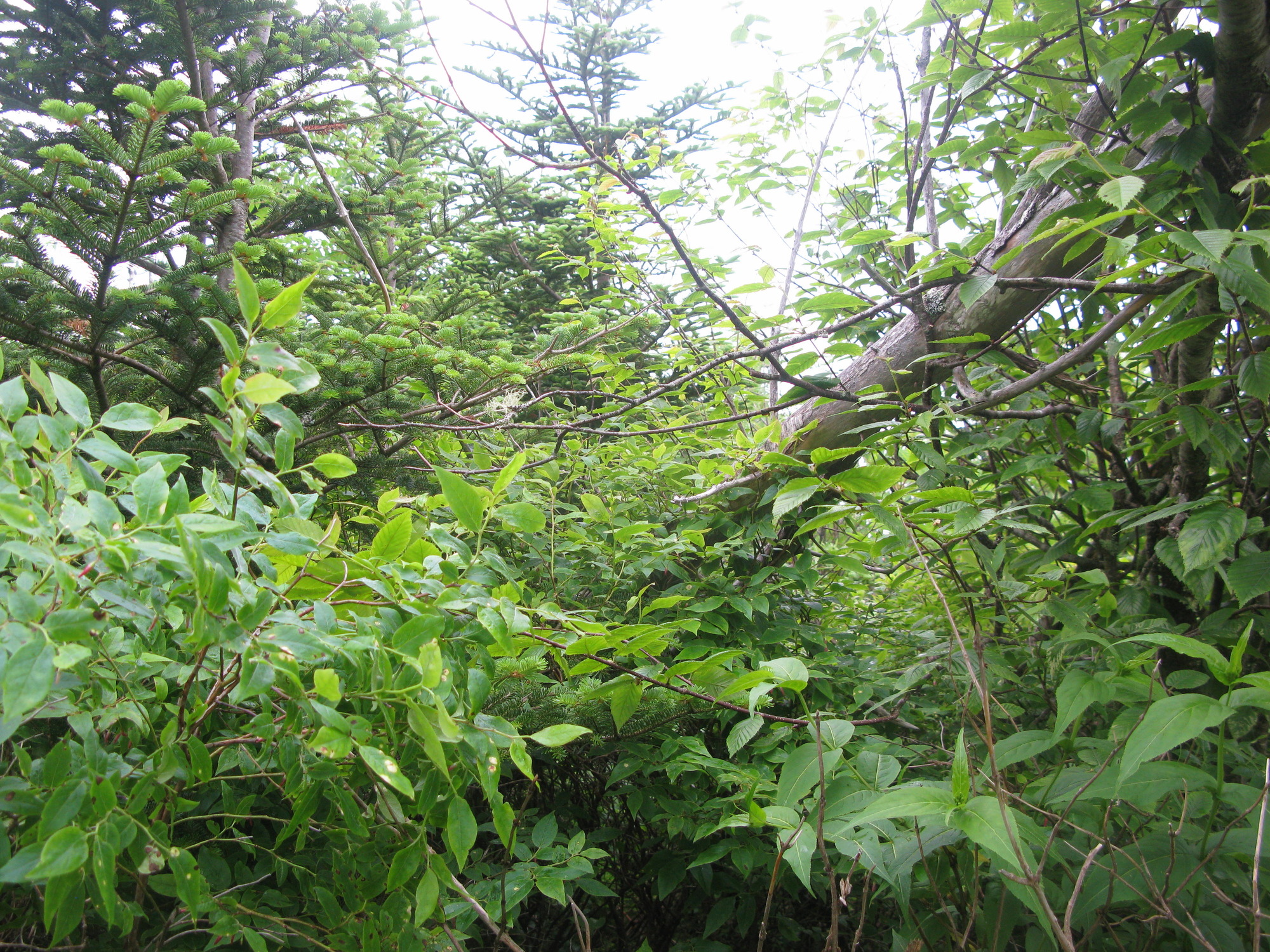 GRSM Accuracy Assessment. Plot Code: GRSM_AA_0593_4