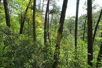 GRSM Accuracy Assessment. Plot Code: GRSM_AA_0732_6