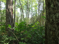 GRSM Accuracy Assessment. Plot Code: GRSM_AA_0282_3