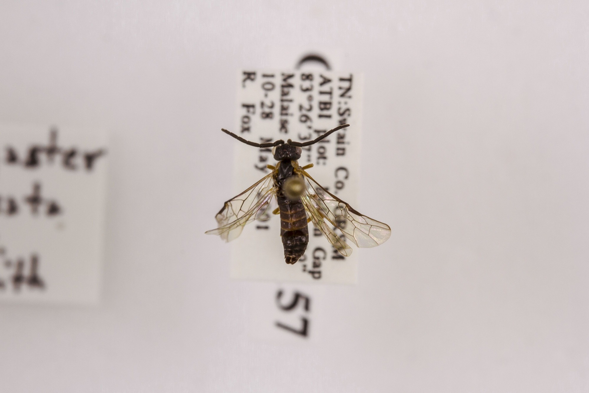 Image of Strongylogaster impressata, a species of Animalia