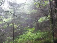 GRSM Accuracy Assessment. Plot Code: GRSM_AA_0630_6