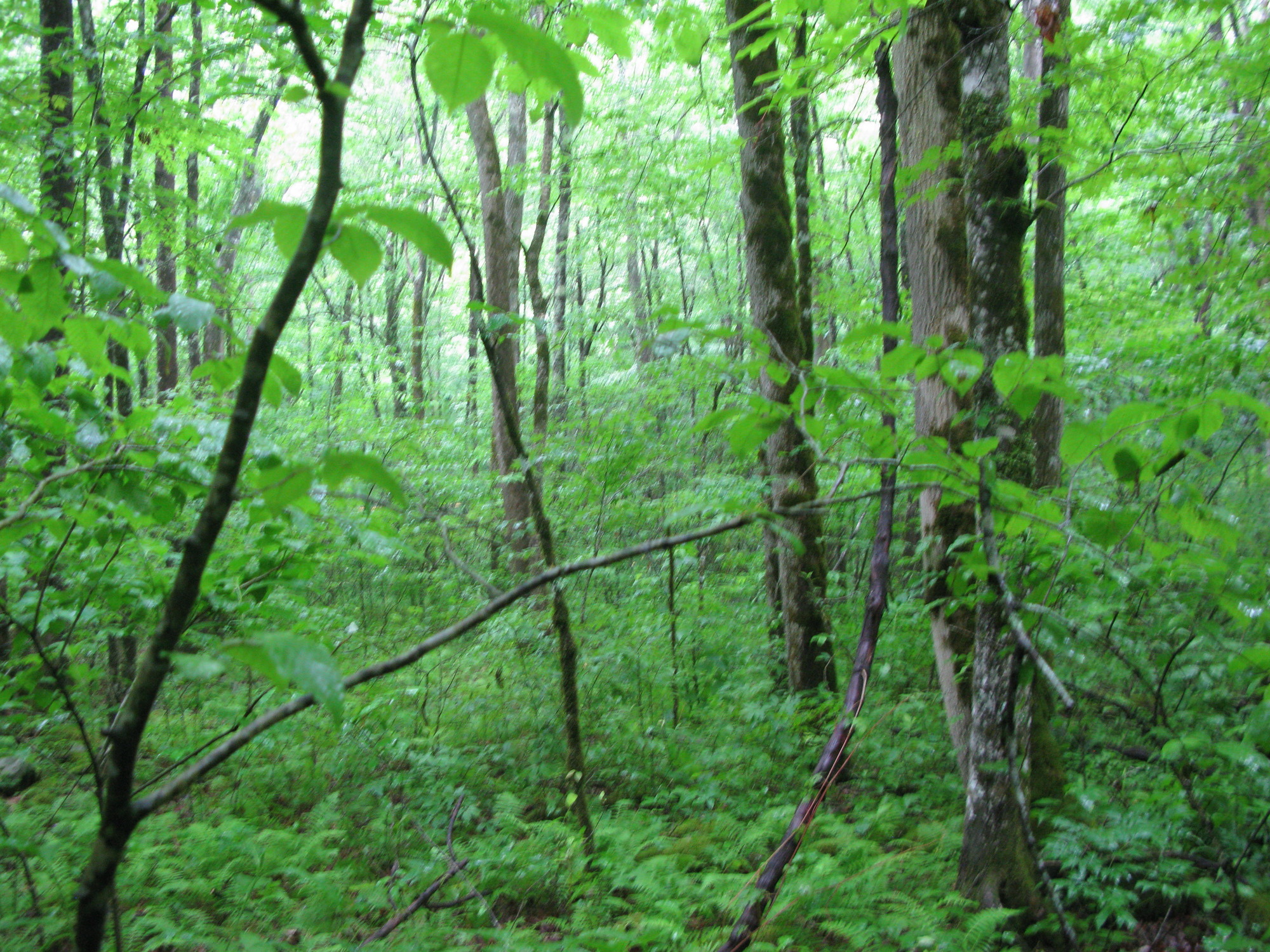 GRSM Accuracy Assessment. Plot Code: GRSM_AA_0143_5