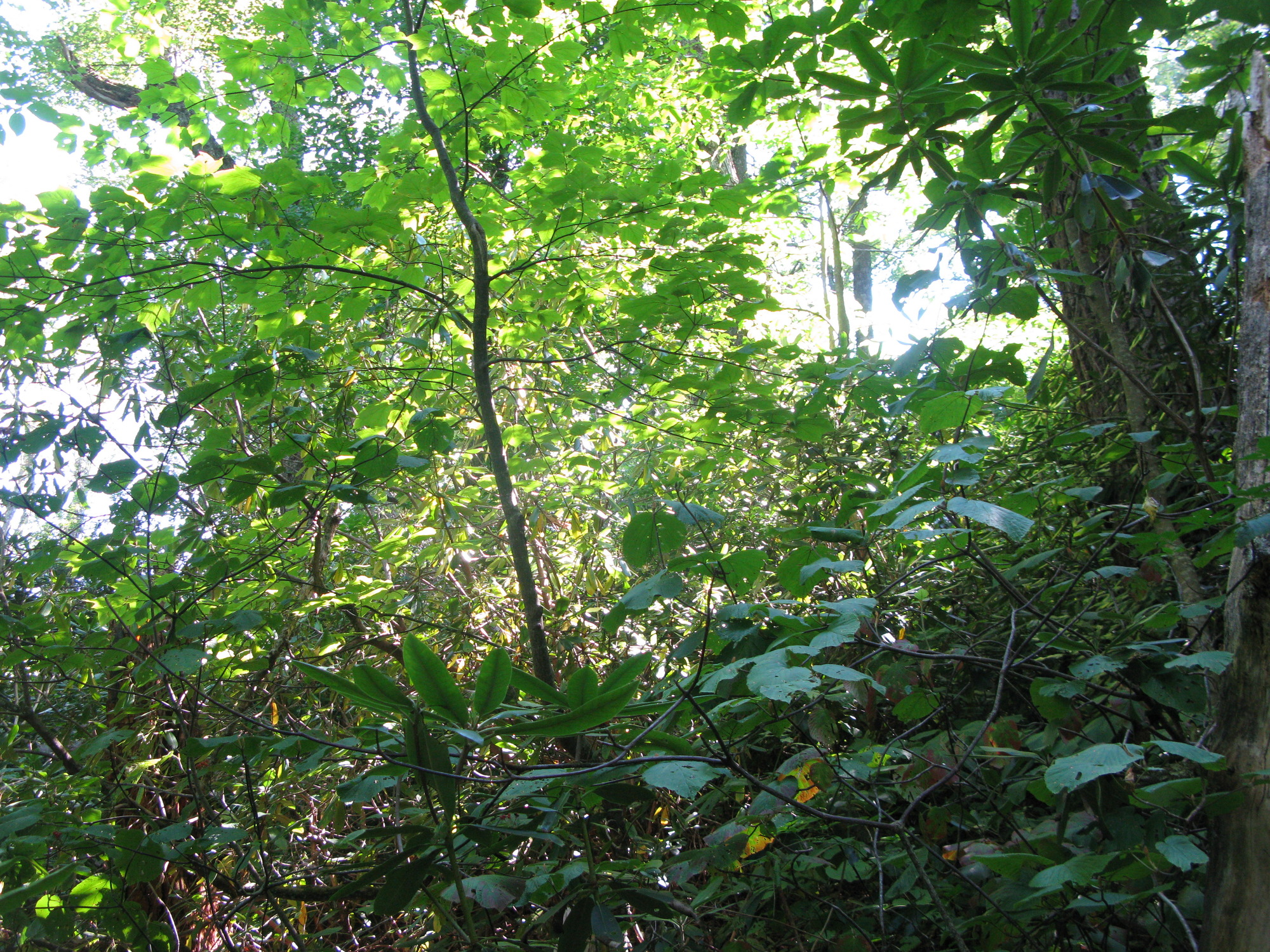 GRSM Accuracy Assessment. Plot Code: GRSM_AA_0842_4