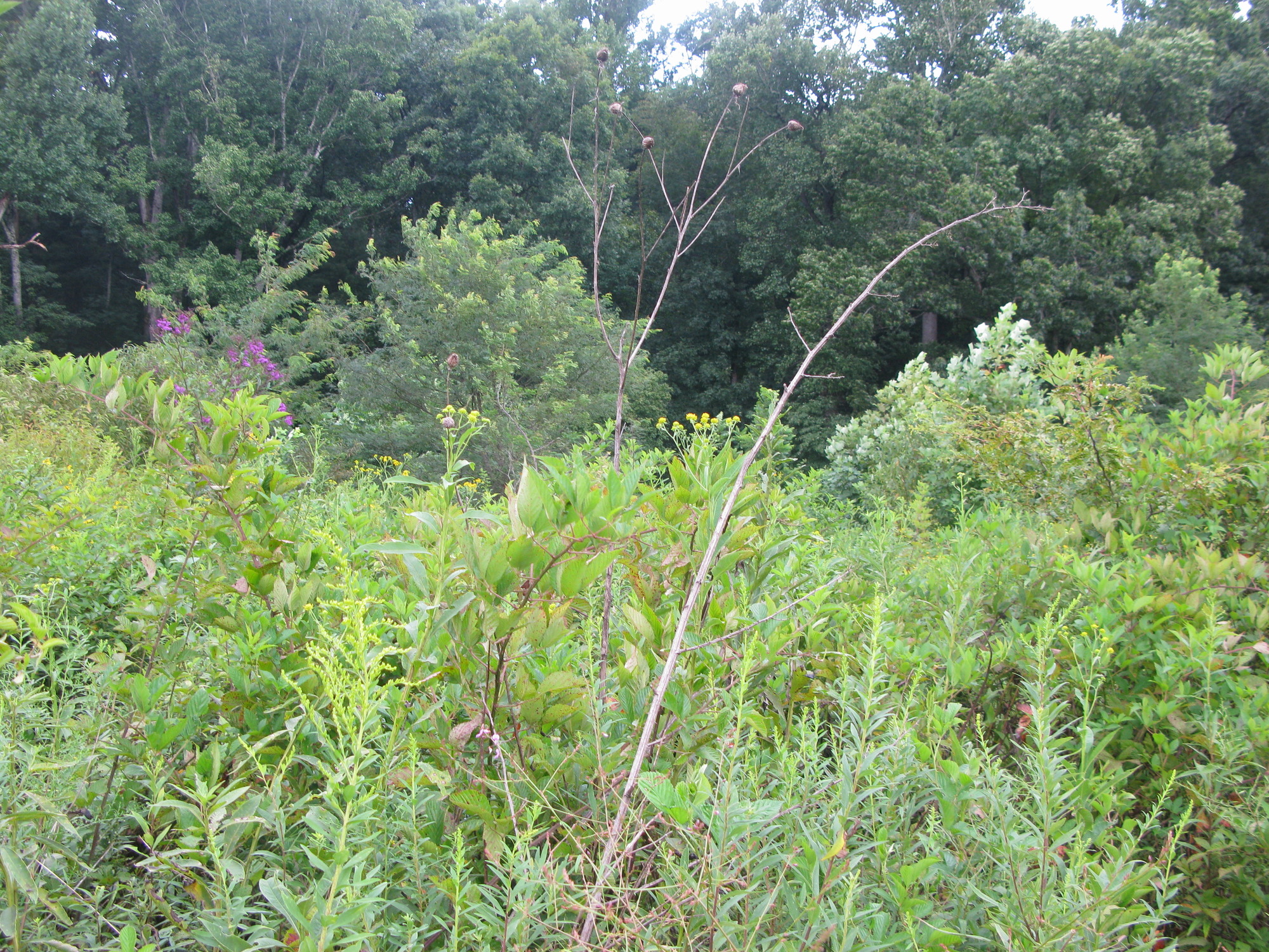 GRSM Accuracy Assessment. Plot Code: GRSM_AA_0696_2