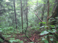 GRSM Accuracy Assessment. Plot Code: GRSM_AA_0360_2