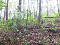 GRSM Accuracy Assessment. Plot Code: GRSM_AA_0416_2