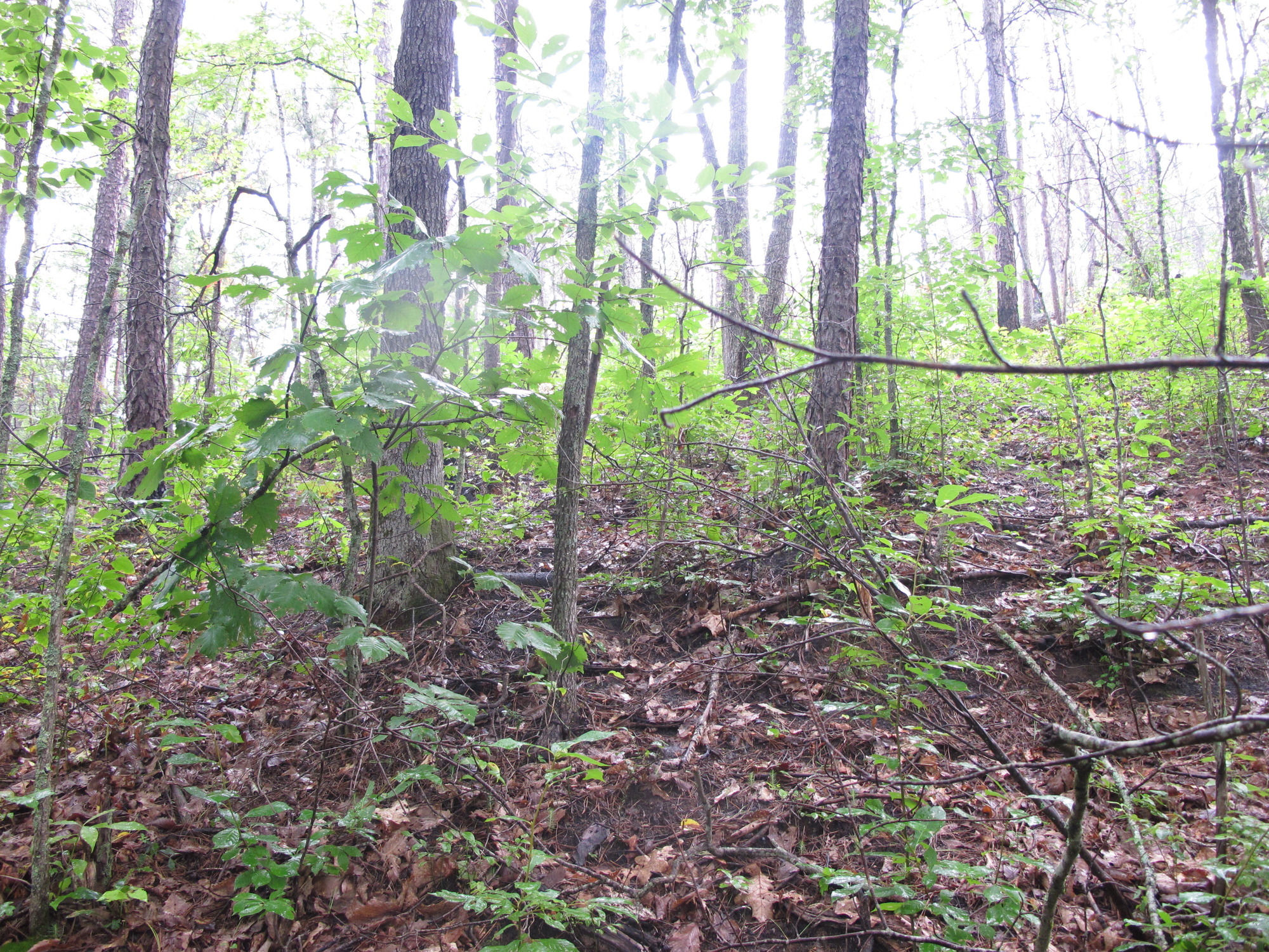 GRSM Accuracy Assessment. Plot Code: GRSM_AA_0416_2