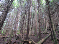 GRSM Accuracy Assessment. Plot Code: GRSM_AA_0009_5