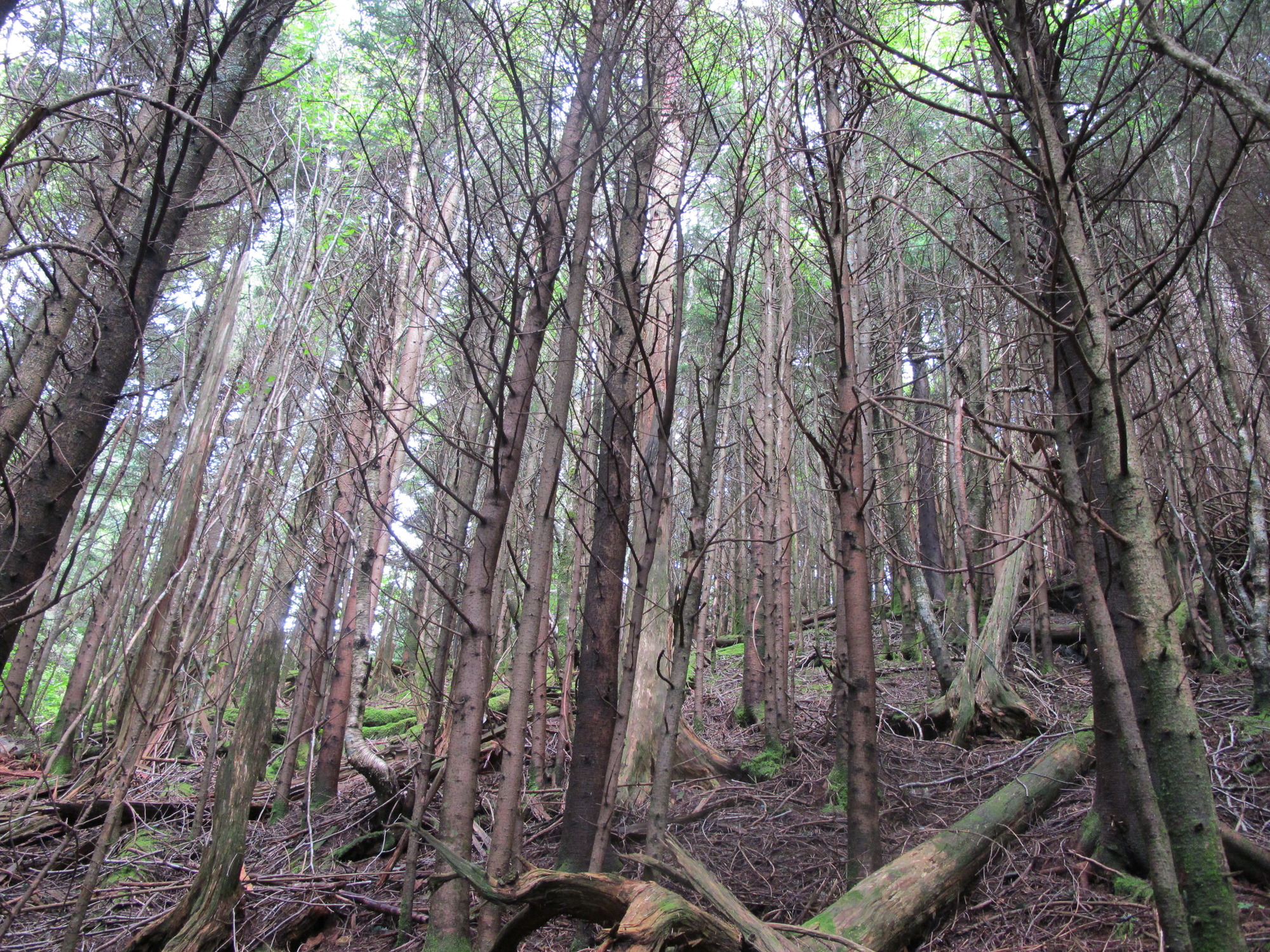 GRSM Accuracy Assessment. Plot Code: GRSM_AA_0009_5