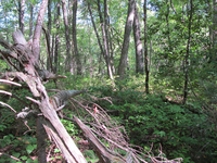 GRSM Accuracy Assessment. Plot Code: GRSM_AA_0946_3