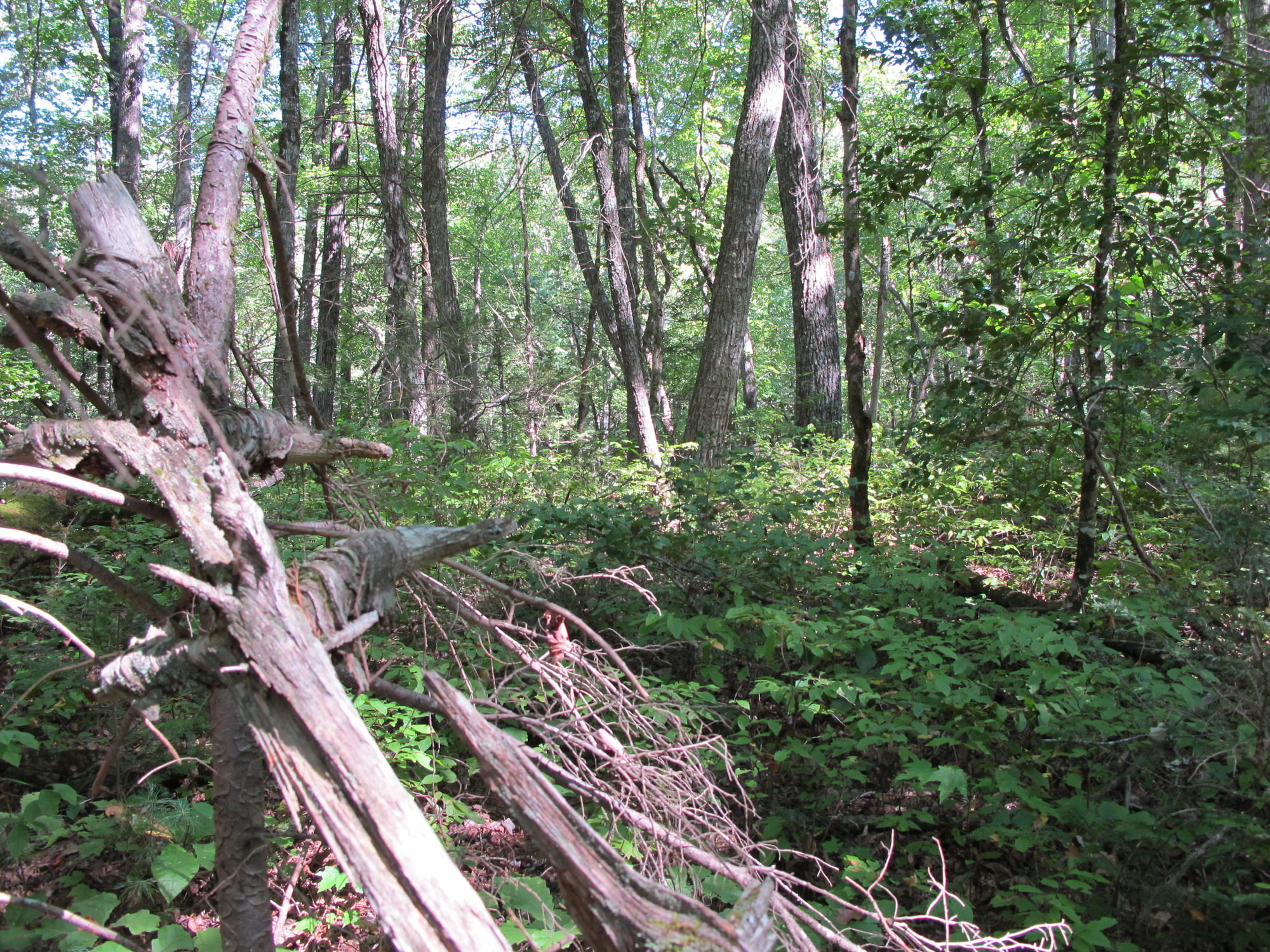 GRSM Accuracy Assessment. Plot Code: GRSM_AA_0946_3