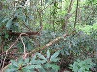 GRSM Accuracy Assessment. Plot Code: GRSM_AA_0723_4