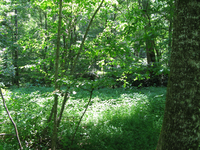 GRSM Accuracy Assessment. Plot Code: GRSM_AA_0012_6