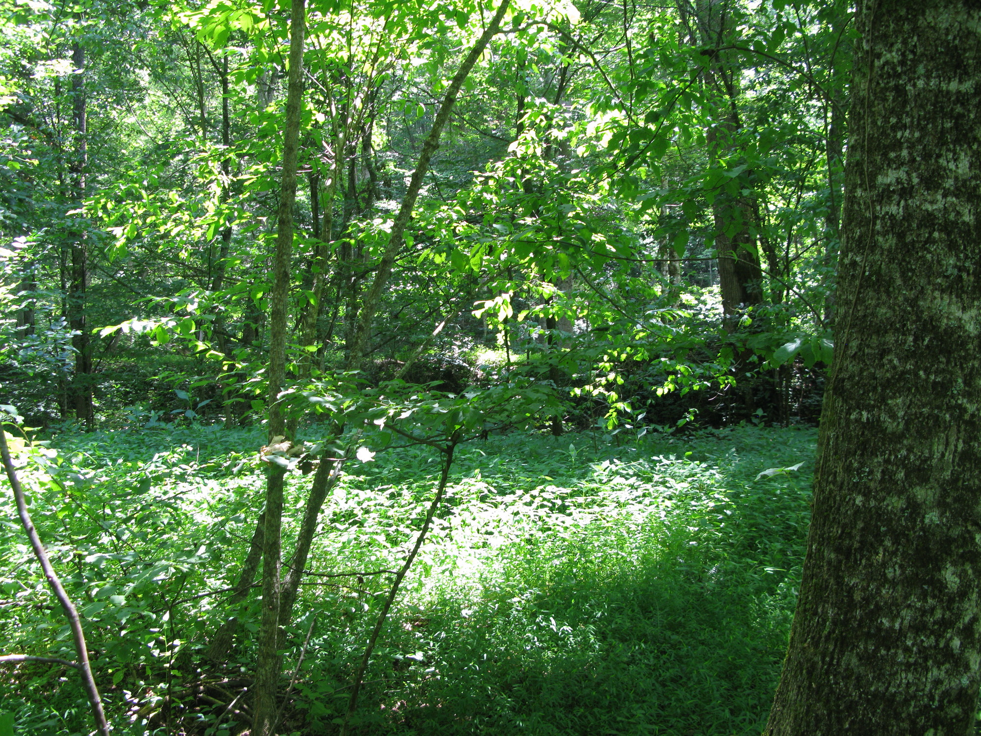 GRSM Accuracy Assessment. Plot Code: GRSM_AA_0012_6