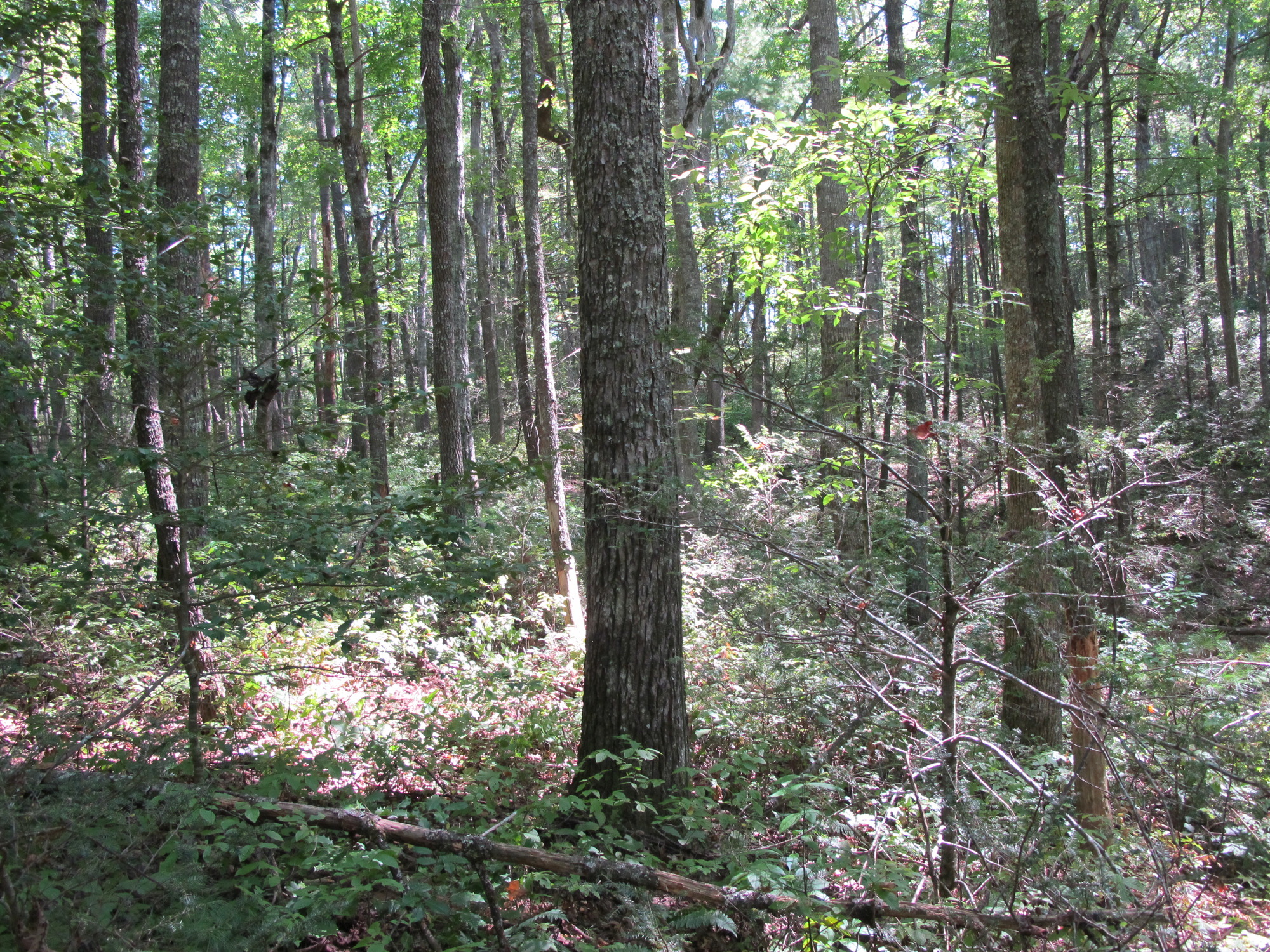 GRSM Accuracy Assessment. Plot Code: GRSM_AA_0946_6