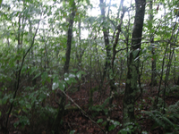 GRSM Accuracy Assessment. Plot Code: GRSM_AA_0699_4