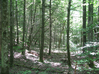 GRSM Accuracy Assessment. Plot Code: GRSM_AA_0520_6