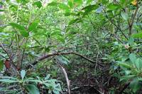 GRSM Accuracy Assessment. Plot Code: GRSM_AA_0812_2