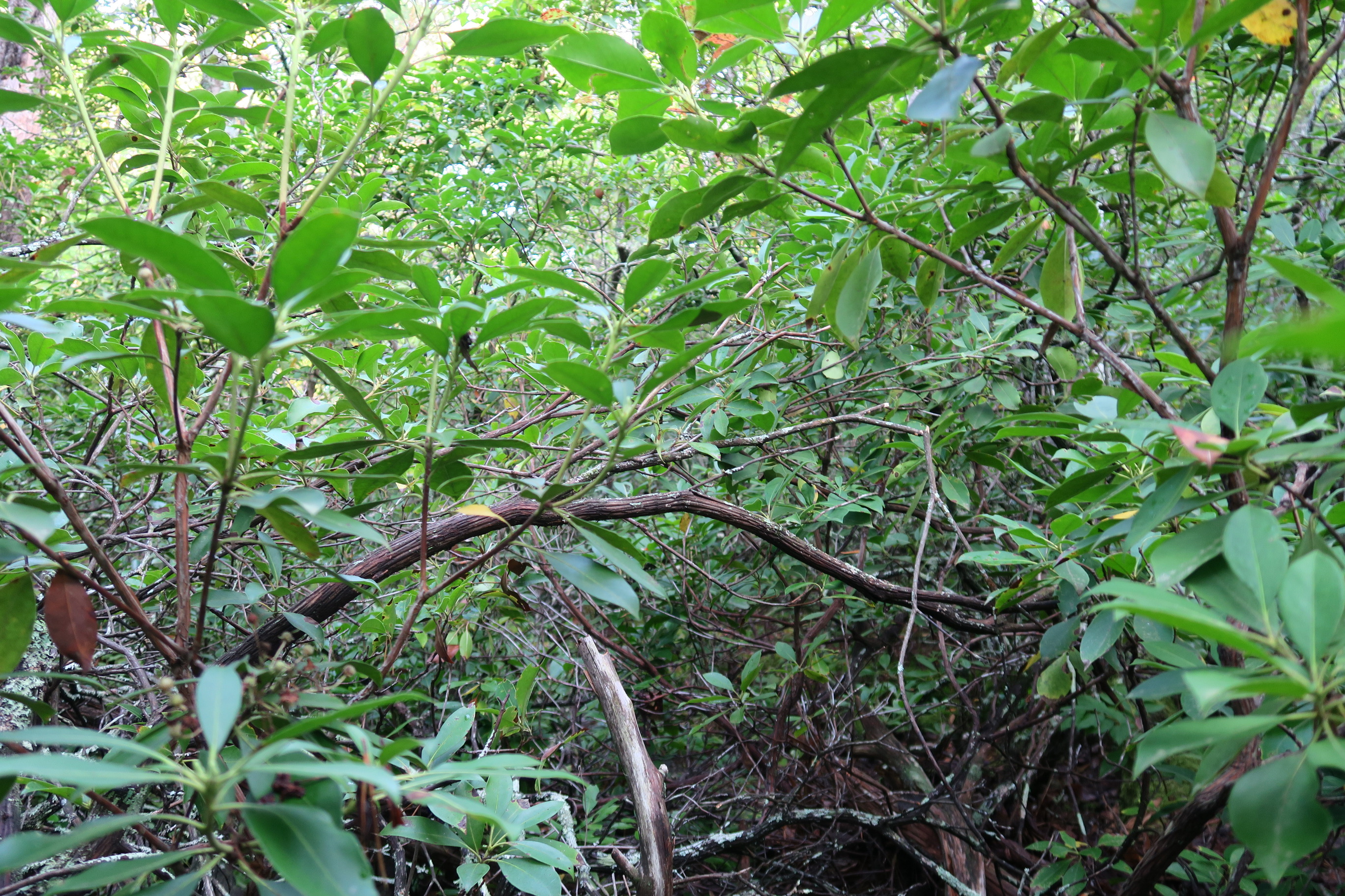 GRSM Accuracy Assessment. Plot Code: GRSM_AA_0812_2