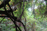 GRSM Accuracy Assessment. Plot Code: GRSM_AA_0765_6