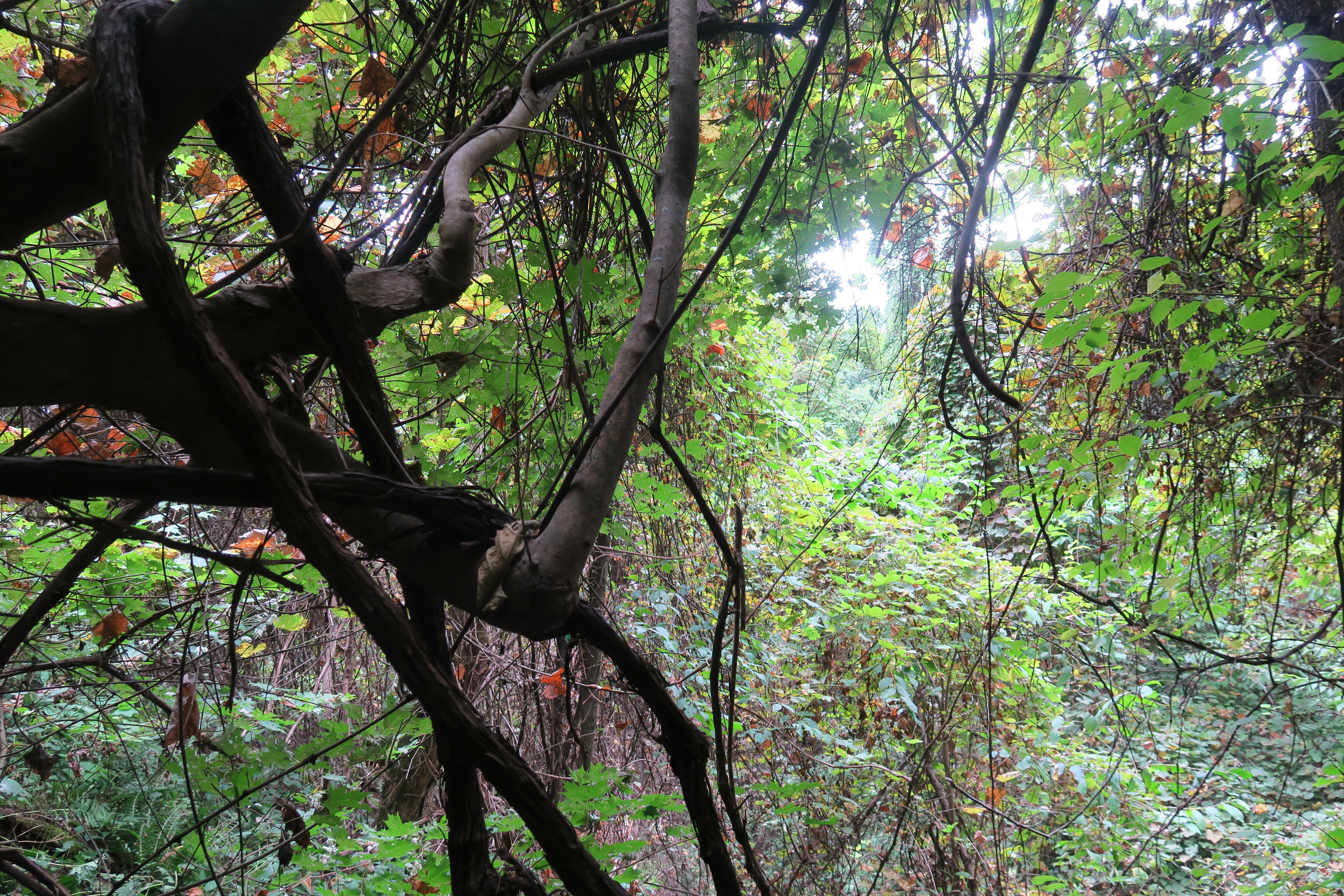 GRSM Accuracy Assessment. Plot Code: GRSM_AA_0765_6