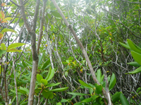 Plot Code: GRSM_AA_0611_5