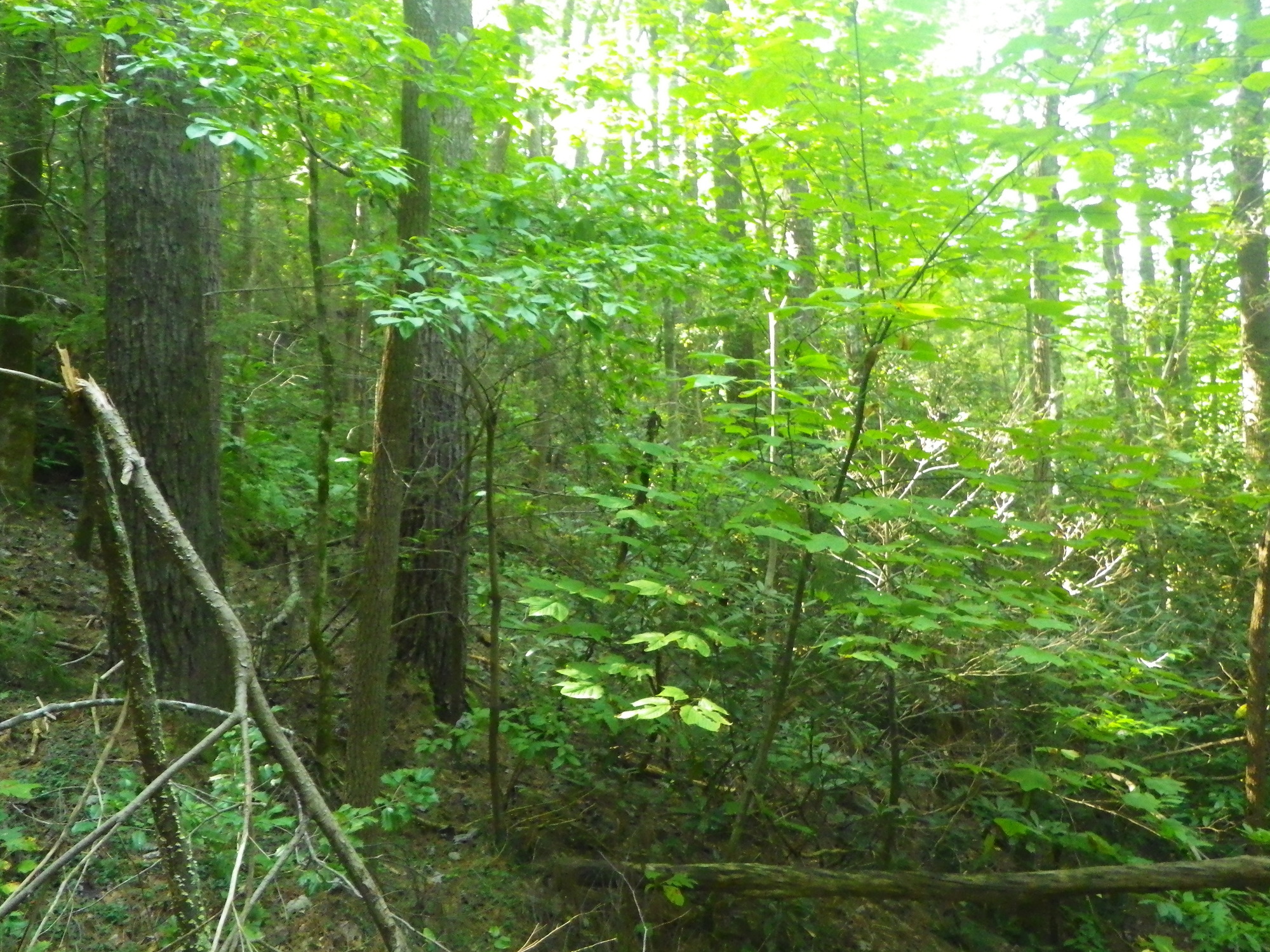 GRSM Accuracy Assessment. Plot Code: GRSM_AA_0468_4