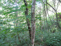 GRSM Accuracy Assessment. Plot Code: GRSM_AA_0253_2