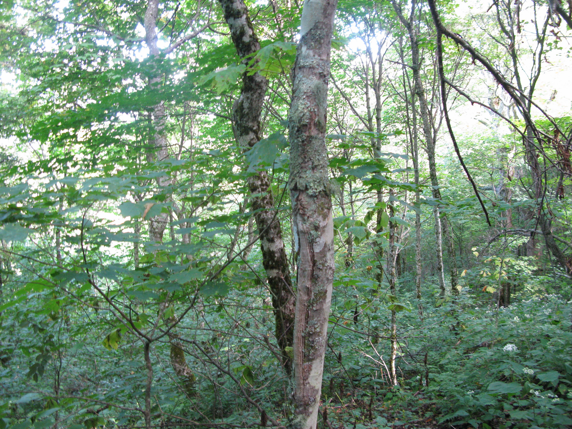 GRSM Accuracy Assessment. Plot Code: GRSM_AA_0253_2