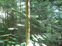 GRSM Accuracy Assessment. Plot Code: GRSM_AA_0928_3